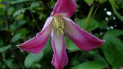 Odoriba clematis photo