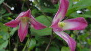 Odoriba clematis photo