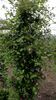 Odoriba clematis photo