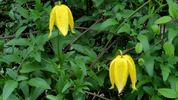 Lambton Park clematis photo