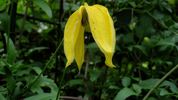 Lambton Park clematis photo