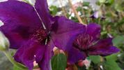 Burma Star clematis photo