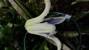<i>C. integrifolia</i> 'Baby White' clematis photo