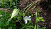 <i>C. integrifolia</i> 'Baby White' clematis photo