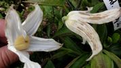 <i>C. integrifolia</i> 'Baby White' clematis photo