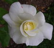 Evening Star ® rose photo