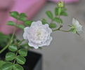 Double Poterifolia rose photo