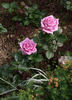 Aqua! rose photo