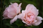 Gardeners' Joy rose photo
