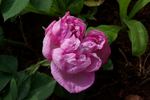 Catherine II rose photo