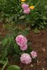 Catherine II rose photo