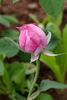 Catherine II rose photo