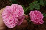 Catherine II rose photo