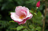 Baronesse M. van Tuyll van Serooskerken rose photo