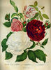 Bella Strambio rose photo