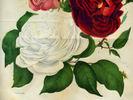 Bella Strambio rose photo