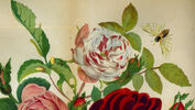 Unica variegata rose photo