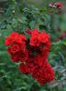 Super Elfin rose photo