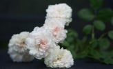 Lady Godiva rose photo