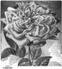 Madame Ada Carmody rose photo