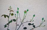 Taischa rose photo