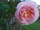 Adie rose photo