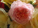 Adie rose photo