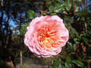 Adie rose photo