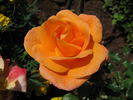 New Year ® rose photo