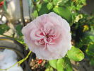 Mystic Beauty rose photo