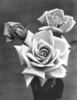 Joseph Hill rose photo