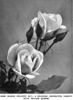 Mademoiselle Jeanne Phillipe rose photo