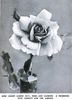 André Gamon rose photo