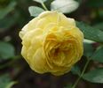 Casteu Gombert ® rose photo