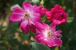 Bengale Cerise rose photo