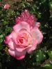 Bold Seduction rose photo