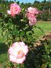 Bold Seduction rose photo