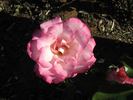 Bold Seduction rose photo
