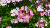 Gruss an Breinegg rose photo