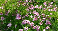 Gruss an Breinegg rose photo
