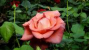 Coffee Break rose photo