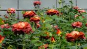 Coffee Break rose photo
