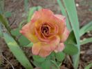 Autumn Bliss rose photo