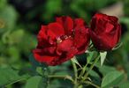 Humanity rose photo