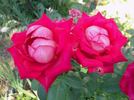 Christine's Dream rose photo