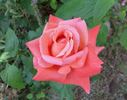 Sanka rose photo