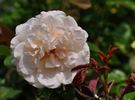 Gruss an Labenz rose photo