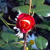 Dolly's Forever Rose rose photo