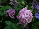 Li Parfum rose photo