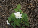 Edina rose photo